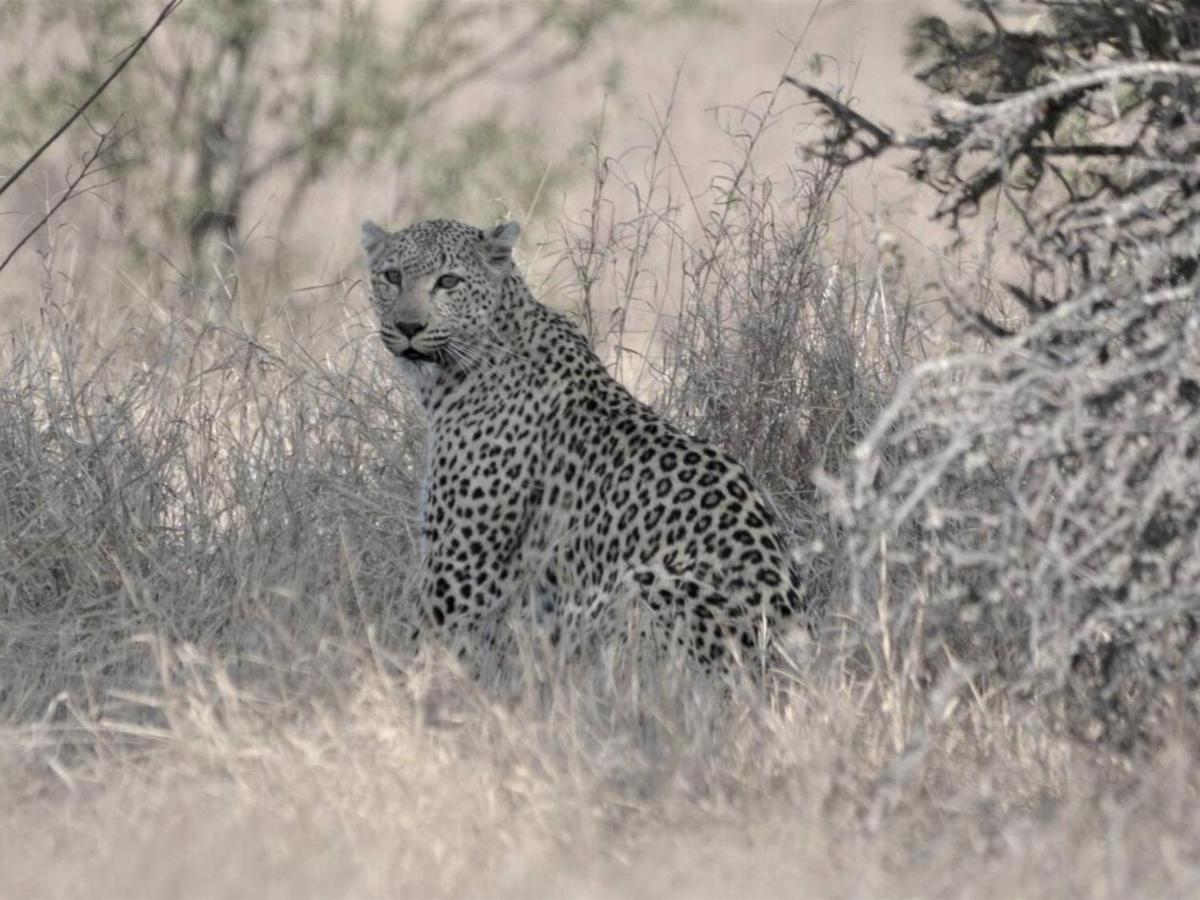 Chelesa By Kruger Nights Διαμέρισμα Marloth Park Εξωτερικό φωτογραφία